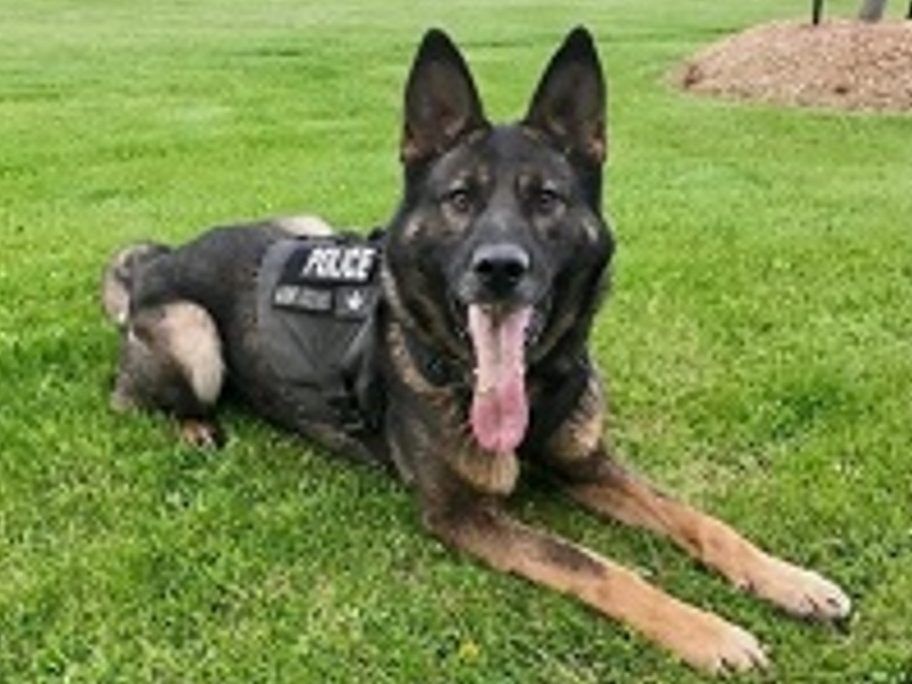 Durham cops mourning the sudden loss of police service dog Flex ...