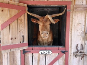 three-horned cow