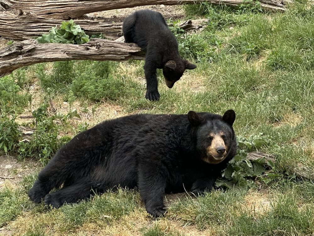 Marineland ordered to pay $85,000 after removal of bears | Toronto Sun