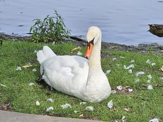 Say hello to one of Stratford, Ontario's famous swans along the shore of the Avon River. Laura Shantora Nelles/Toronto Sun