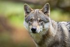 Un lobo gris europeo está en el bosque de otoño