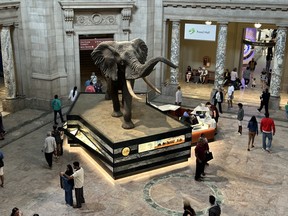 The National Museum of Natural History is one of many Smithsonian museums in D.C. IAN SHANTZ/TORONTO SUN