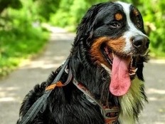 A Change.org petition -- signed by 200 people -- urged Via Rail to allow large dogs in cabins during off-peak hours.