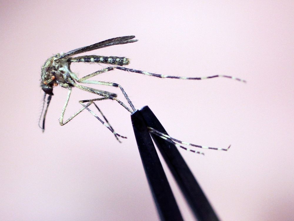 Rare but deadly mosquito disease has New England hotspots warning against going out at night