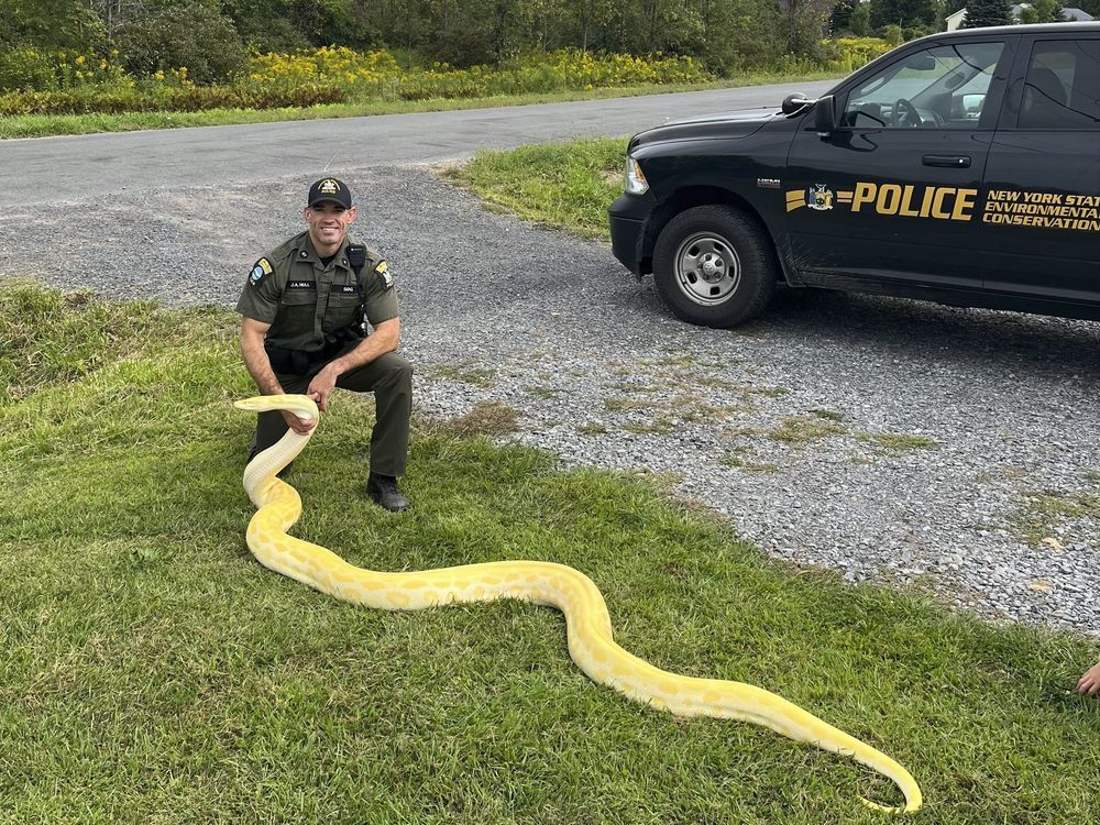 13-foot python was seized from New York home, sent to a zoo | Toronto Sun