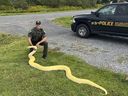 In this photo released by the New York State Department of Environmental Conservation, DEC Officer Jeff Hull poses with a Burmese python that was confiscated from a home in New Hartford, N.Y., on Aug. 28, 2024. It is illegal to own a Burmese python in New York state without a permit. (New York State Department of Environmental Conservation via AP)