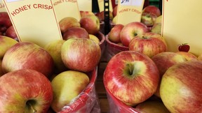 Apples at Blake’s Apple Orchard in Brussels, Ont. SARA SHANTZ PHOTO