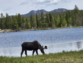 A moose drinks from Sprague Lake