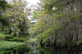 Some stunning landscapes can only be seen by water. The air boat tour at Camp Holly provides access to a magical journey through the cypress trees and Spanish moss. Laura Shantora Nelles/Toronto Sun