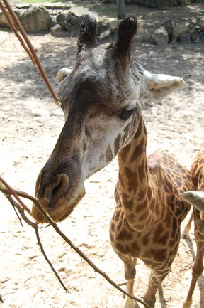 The opportunities to get up close and personal with animals at the Brevard Zoo include feeding giraffes and kayaking around the property. Laura Shantora Nelles/Toronto Sun