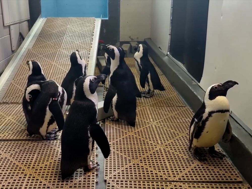 Penguins moved at Florida Aquarium as Hurricane approaches Toronto Sun