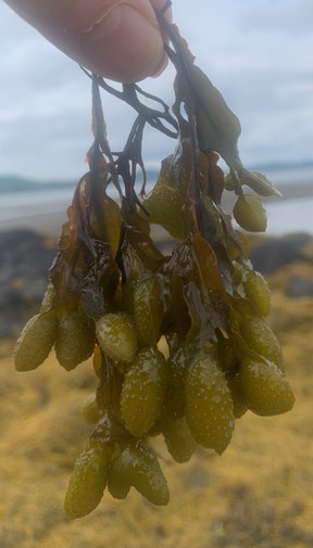 Low tide reveals plenty on the Bay of Fundy, including green rockweed, a cosmetic and cleansing agent.