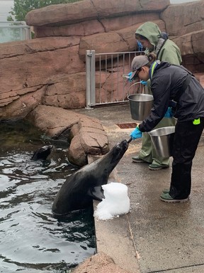 Feeding time at the Huntsman Fundy Discovery Aquarium where the story of wildlife and the tides are told.