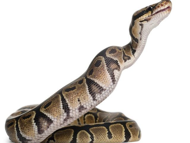 NAMA-SNAKE: Python yoga no ‘gimmick,’ California studio owner says