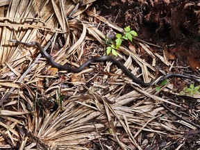 Say hello to plenty of critters, such as this racer snake, catching some afternoon rays near a trail at the Merritt Island Wildlife Preserve on Merritt Island, Florida. Laura Shantora Nelles/Toronto Sun