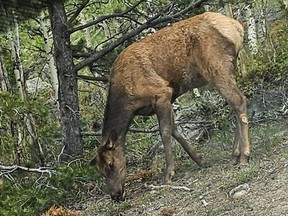 A cow elk grazes inside the Rocky Mountain National Park near Loveland, Colo.