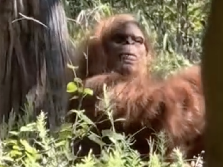 CAUGHT ON CAMERA: Man Shoots Video of What he Believes was Bigfoot. |  Toronto Sun