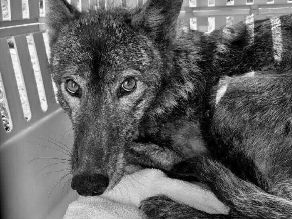 El Centro de Vida Silvestre de Toronto pidió práctica al oponerse a la provincia de nuevas licencias de caza escribidas para el perro 