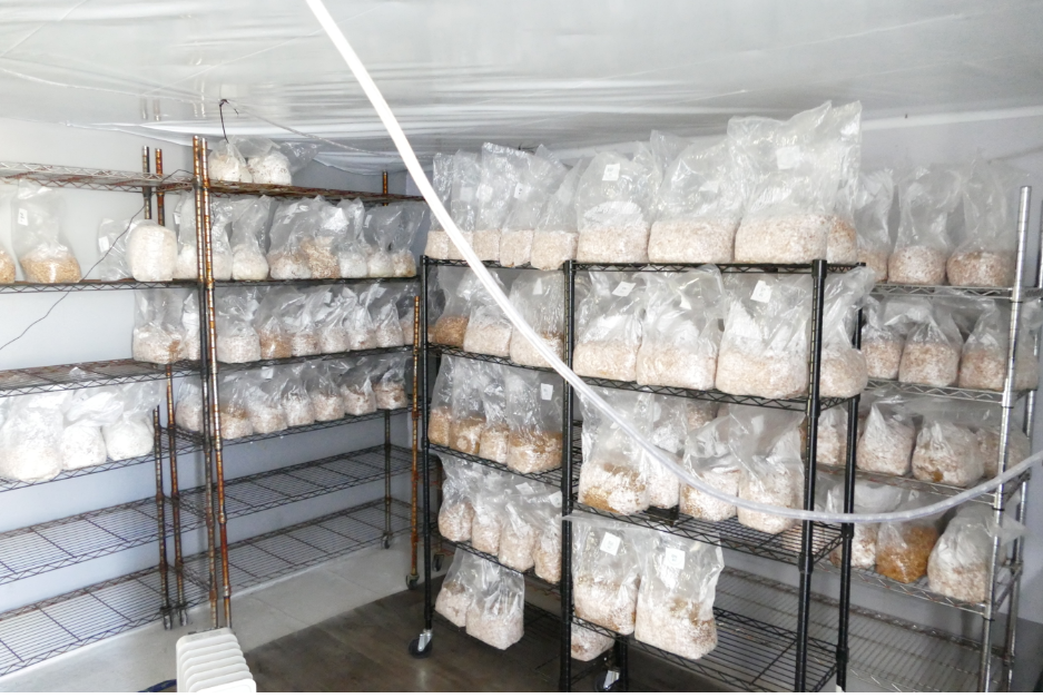 York police bust large magic mushroom lab, seize drugs worth 500,000