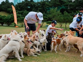 Rudy, left, celebrates with the dogs and volunteers.