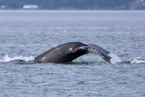 Whale watching on the Bay of Fundy with Island Quest Marine. Catch the distinctive tails of the humpbacks as they surface.