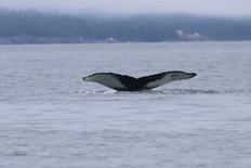 Whale watching on the Bay of Fundy with Island Quest Marine. Catch the distinctive tails of the humpbacks as they surface.