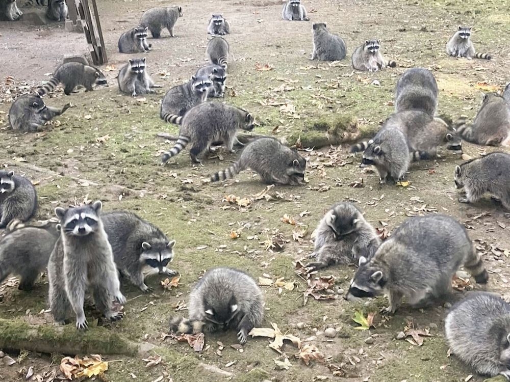 RACCOON REVOLUTION: Are You Ready for a Wild Pet?