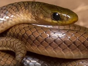 CELEBRITY SERPENT: Snake species named in honour of Leonardo DiCaprio