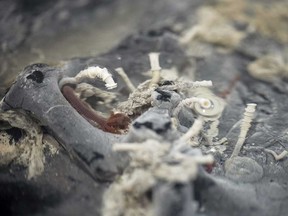 In this photo provided by Schmidt Ocean Institute, a rock crust sample, upside down, reveals Oasisia and Riftia tubeworms, as well as other organisms.