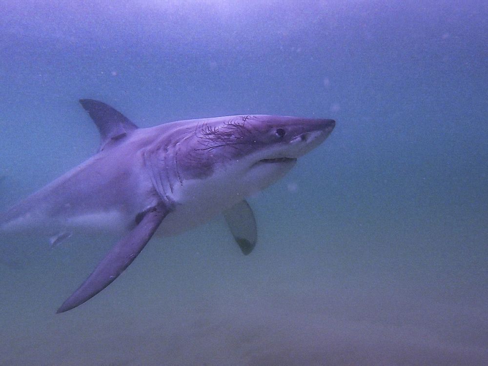 Four-metre-long Great White Shark washes up on B.C. beach