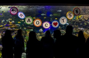A giant version of a Taylor Swift friendship bracelet sits inside the Rainbow Reef tank at Ripley’s Aquarium Canada in downtown Toronto on Friday, Nov. 22, 2024.