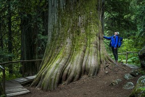 Mountain Trek Health Reset Retreat guide Krista Williams poses beside a massive cedar -- some of which are 700-800 years old -- along the Kokanee Creek Old Growth trail in Kokanee Glacier Provincial Park, B.C. Ernest Doroszuk/Toronto Sun