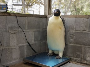 a male emperor penguin dubbed Gus stands on a beach near Denmark, Australia