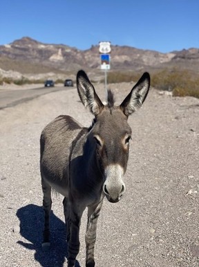 A wild burro on the side of Route 66 just outside of Oatman,