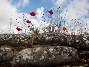 Canadian doctor’s poem inspired symbol of remembrance Canadian doctor’s poem inspired symbol of remembrance