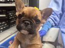 El cachorro de Bulldog French de 8 semanas, Clemicen, que fue llevado a la Sociedad Humana de Toronto por atención médica, fue abandonado en una caja de chips cerca de Jane y Lawrence y después del sangrado. Desde entonces ha sido curado de la cirugía para un prolapso rectal y está con una nueva familia.