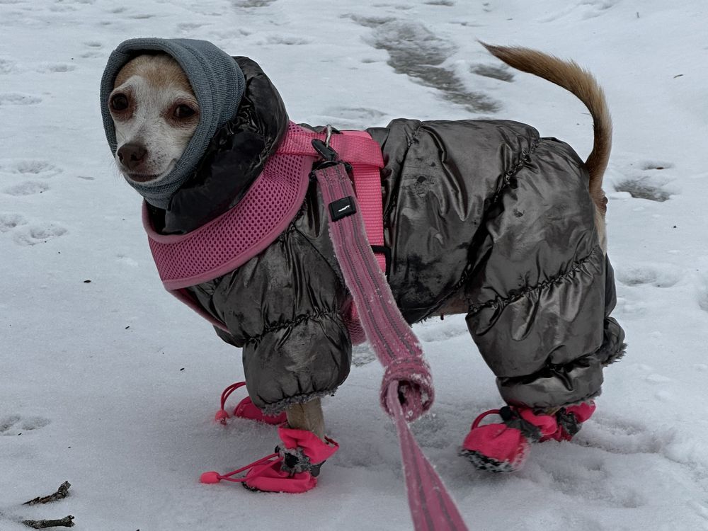 Do dogs need winter jackets in the cold? In most cases, yes