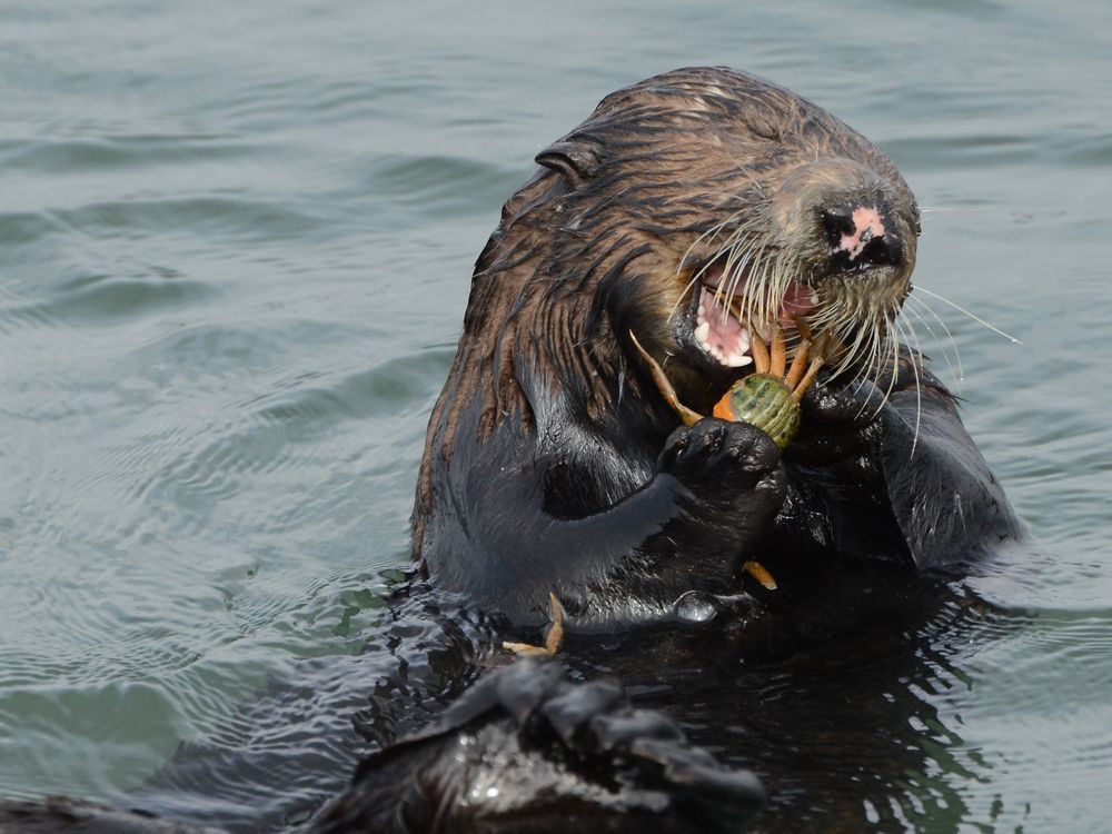 Green crabs have invaded habitats. Sea otters might be the solution.