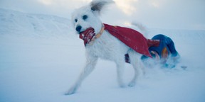 Krypto and Superman