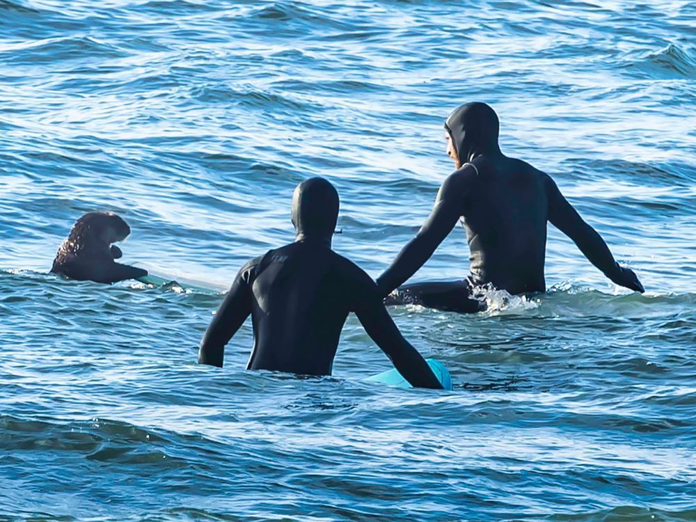 Surfing sea otter clambers onto board in B.C., prompting warning