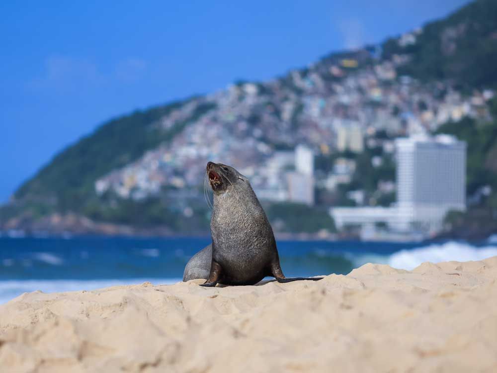 Fur seal’s rare appearance on Rio’s famous beach turns heads | Toronto Sun