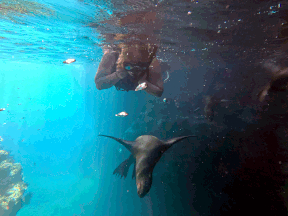 Swimming with sea lions