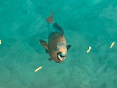 A Parrotfish gobbles up some leftover fries on the water near Munchies By The Sea near St. George's, Bermuda. (Jane Stevenson/Toronto Sun)