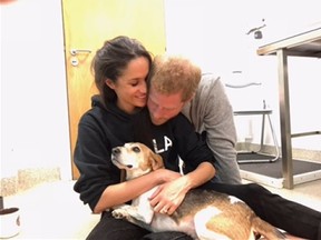 Meghan Markle, the Duchess of Sussex, is mourning the death of her beloved beagle Guy.