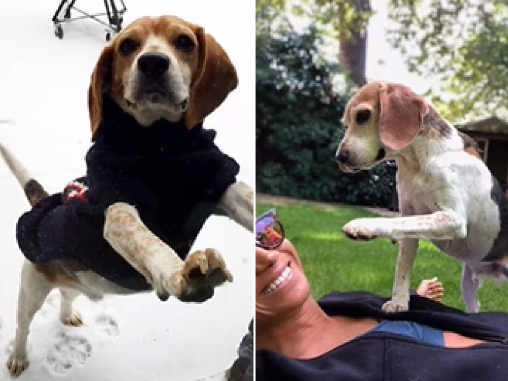 La duquesa de Sussex, Meghan Merkel, está de luto por la muerte de su amado Beagle Guy.