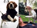 La duquesa de Sussex, Meghan Merkel, está de luto por la muerte de su amado Beagle Guy.
