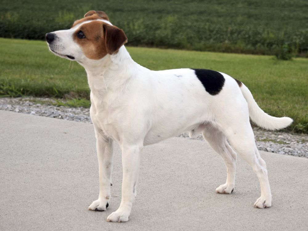 Meet the Danish-Swedish farmdog, newest breed in American Kennel Club’s lineup