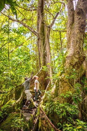 Trekking inland and up Mount Liamuiga with guide O'Neil Mulraine is a chance to soak up history and the rainforest experience on St. Kitts. St. Kitts Tourism photo