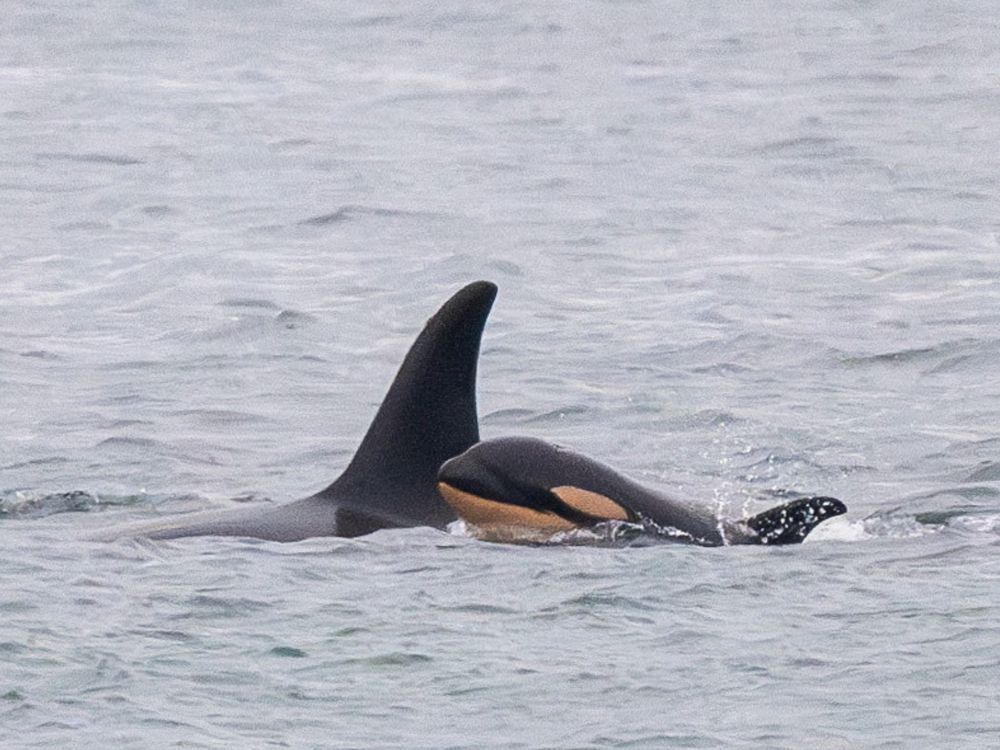 Famous orca mother carrying another dead calf after losing second infant: Researchers