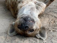 Spotted hyena Moja.